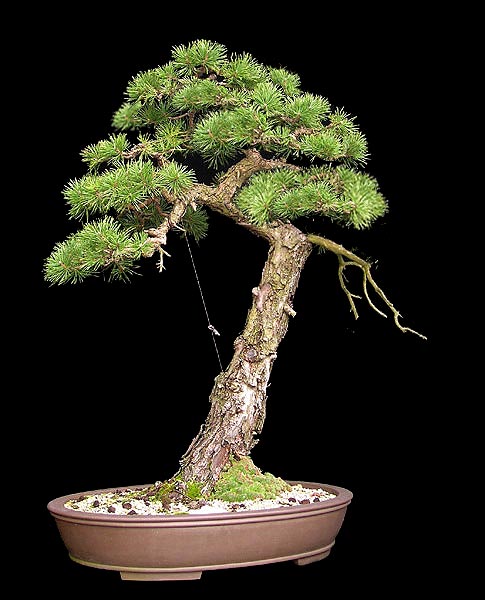 WPutz_sylvestris.jpg