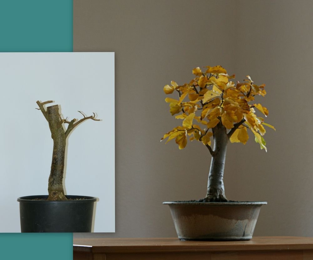 Parrotia persica 'Vanessa' Tomsai 1.jpg