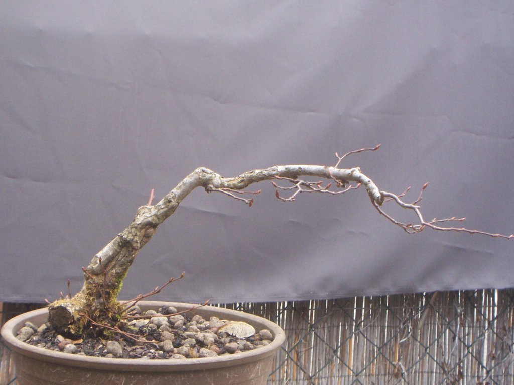 08 Hainbuche Halbkaskade.jpg