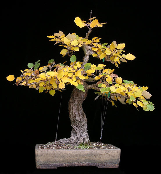 1025200602Populus-alba.jpg