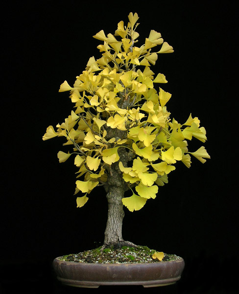 1025200606Ginkgo.jpg