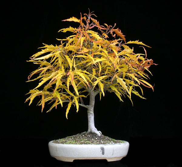 1025200601FagusAsplenifolia.jpg