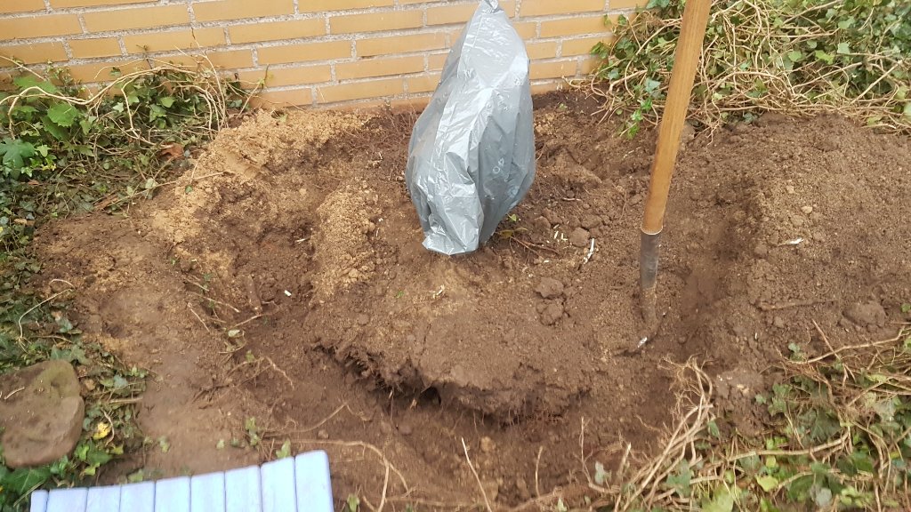 Ahorn 2 Ausgraben