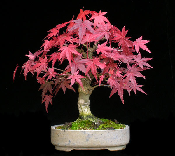1025200622Acer-palm.-Shohin.jpg