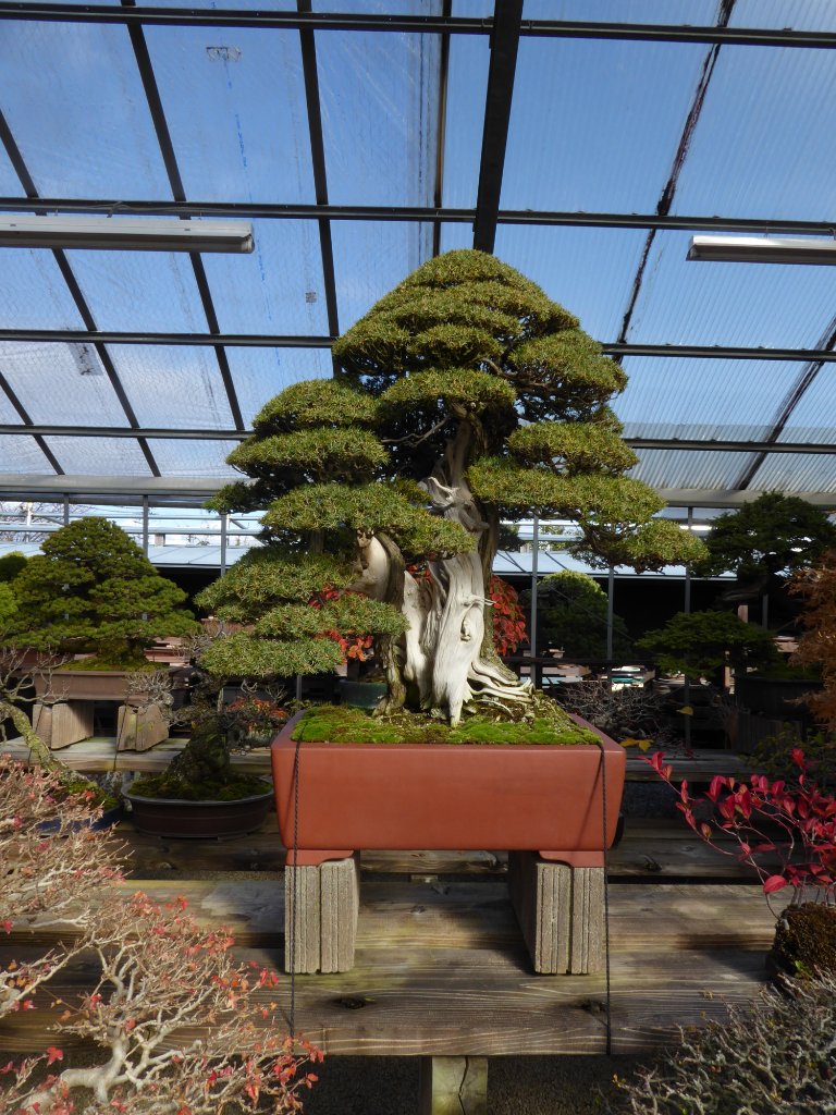... mit imposanten Bonsai