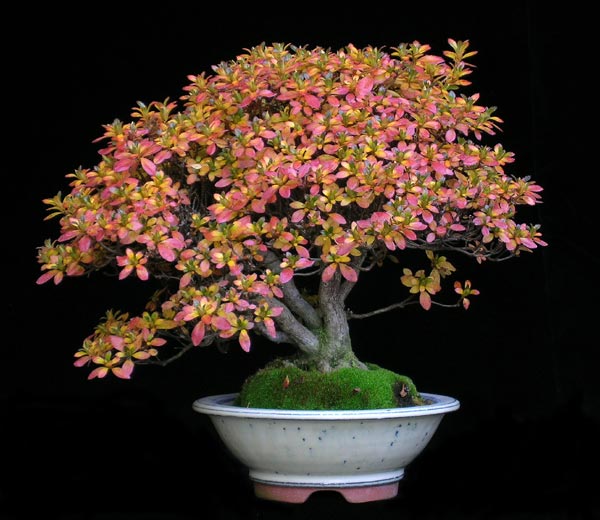 1025200616Azalea-kiusianum.jpg