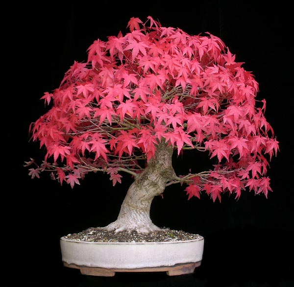 1025200612Acer-palmatum.jpg
