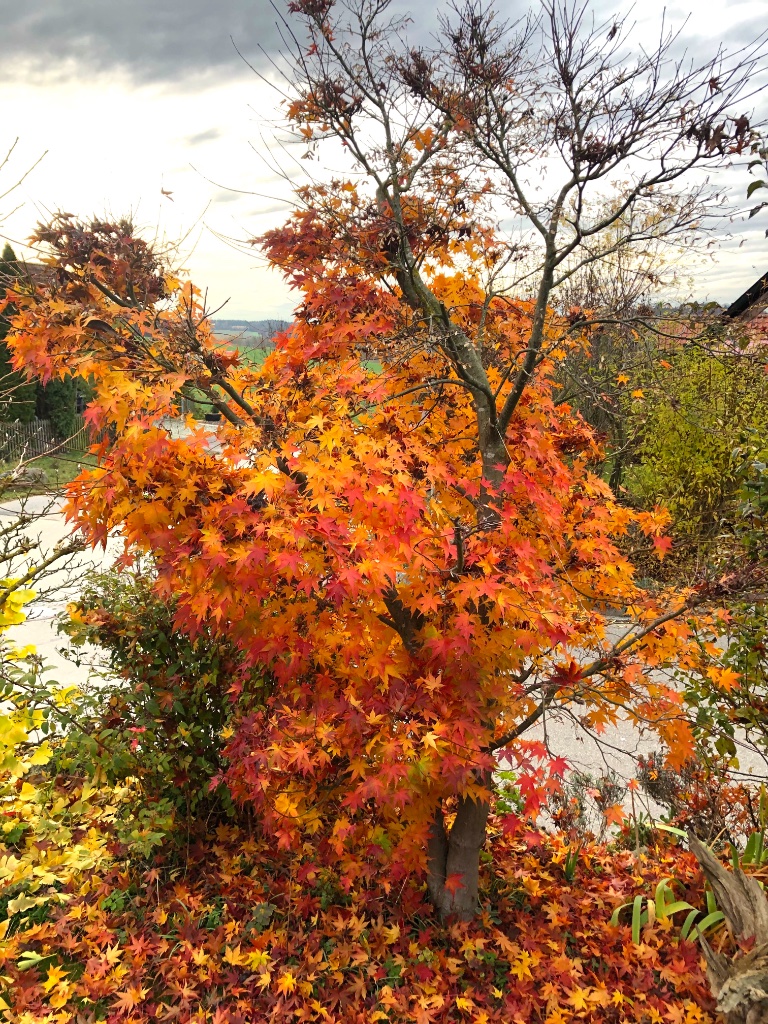 15. Nov