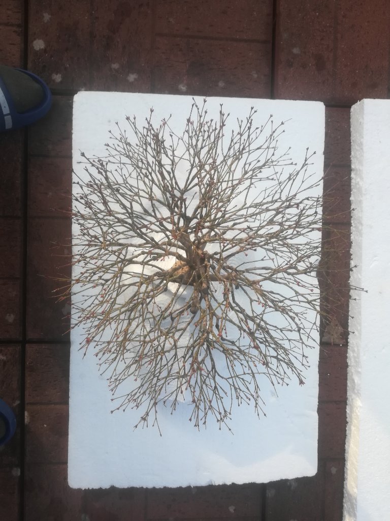 Draufsicht