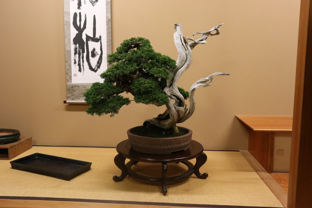 Chin. Wacholder in Tokonoma, Hr. Kato
