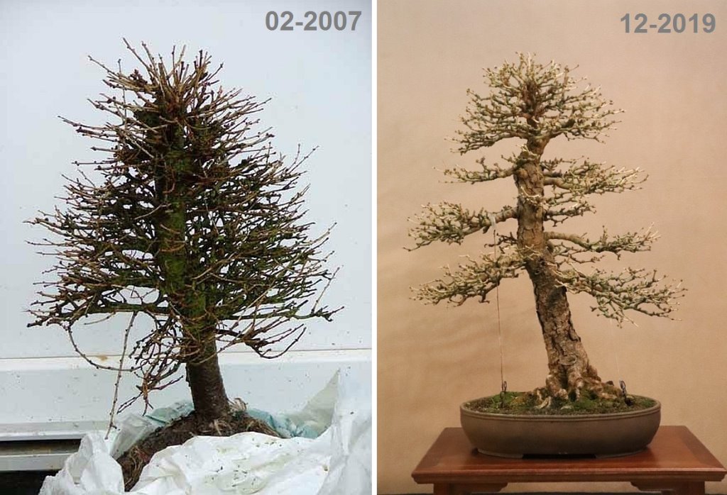 Lärche_HeikevG_2007-2019.jpg