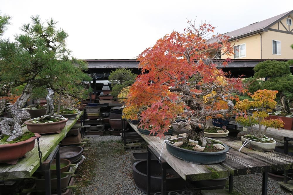 IMG_1385.jpg