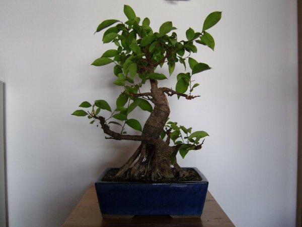 ficus1-1.jpg