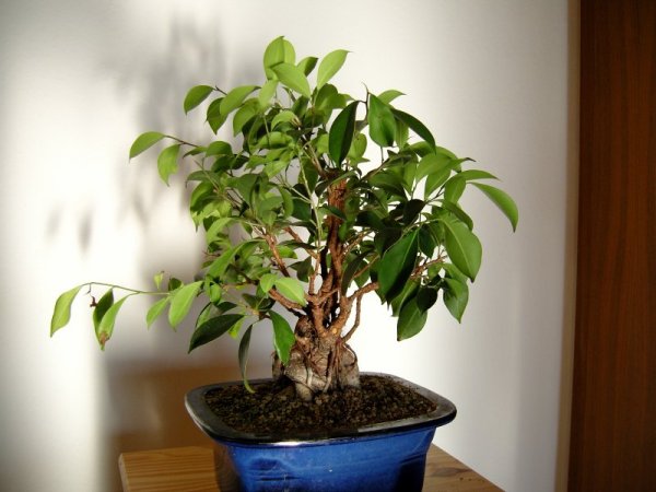 ficus2-1.jpg