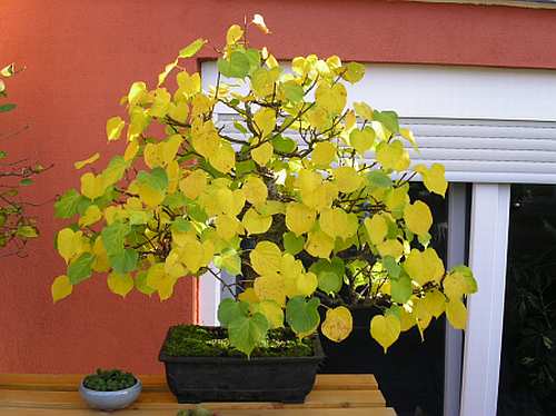 Linde im Herbstkleid