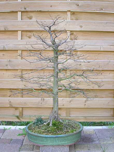 große Hainbuche 80 cm