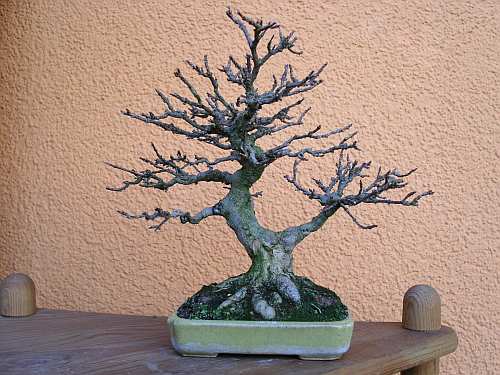 kleiner Dreispitz Shohin 20 cm