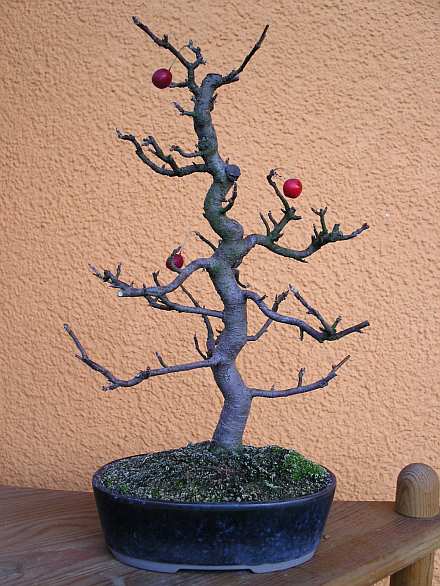 kleiner Apfel Shohin 30 cm