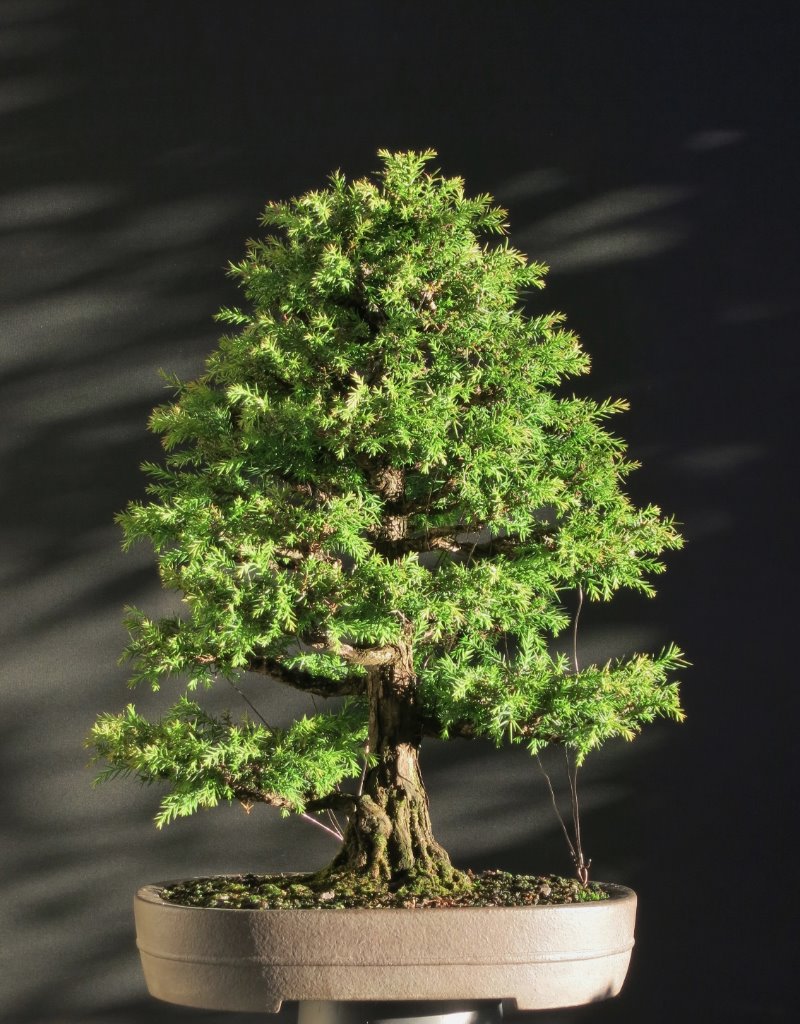 Sugi 5.1.2020.JPG