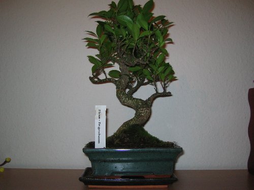 bonsai_500x375.jpg