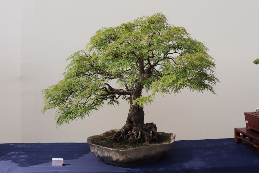 Acer palmatum 'Dissectum' sieht man sonst ja eher selten als Bonsai