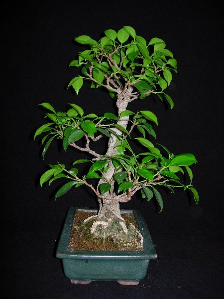ficusrs.JPG