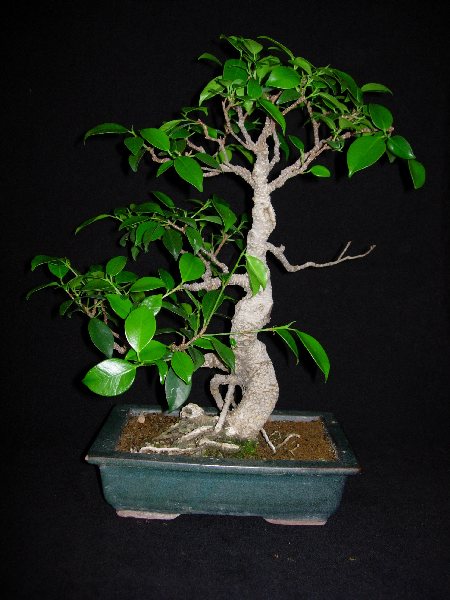 Ficusbs.JPG