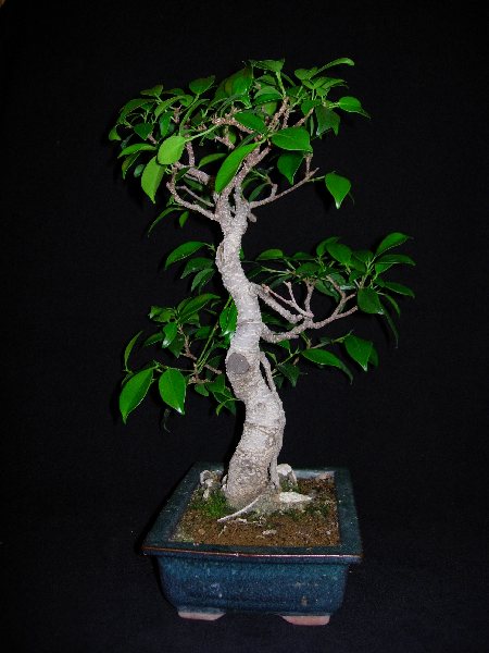 ficusls2.JPG