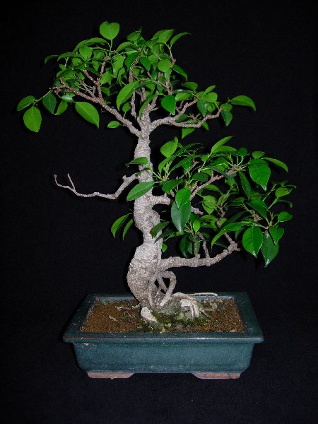 Ficusfs.JPG