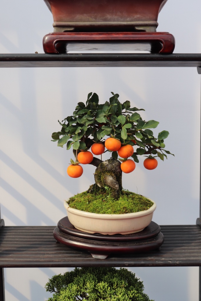 Irgendwie hängen die Kakifrüchte bei diesem Baum seltsam im Bogen