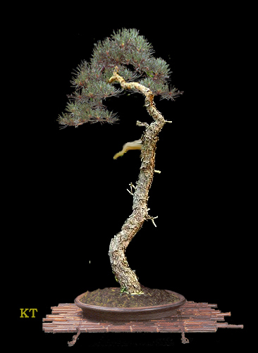 Reiner_sylvestris2.jpg