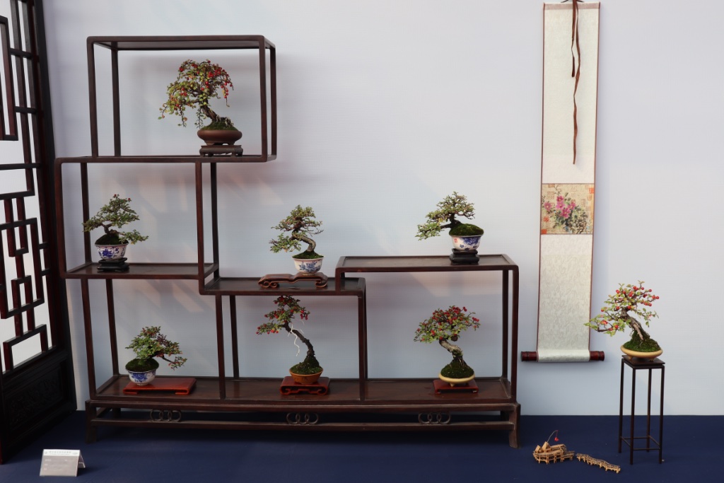 Ein Display nur mit Cotoneastern