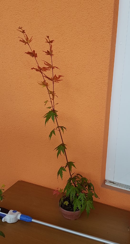 Juli 2017