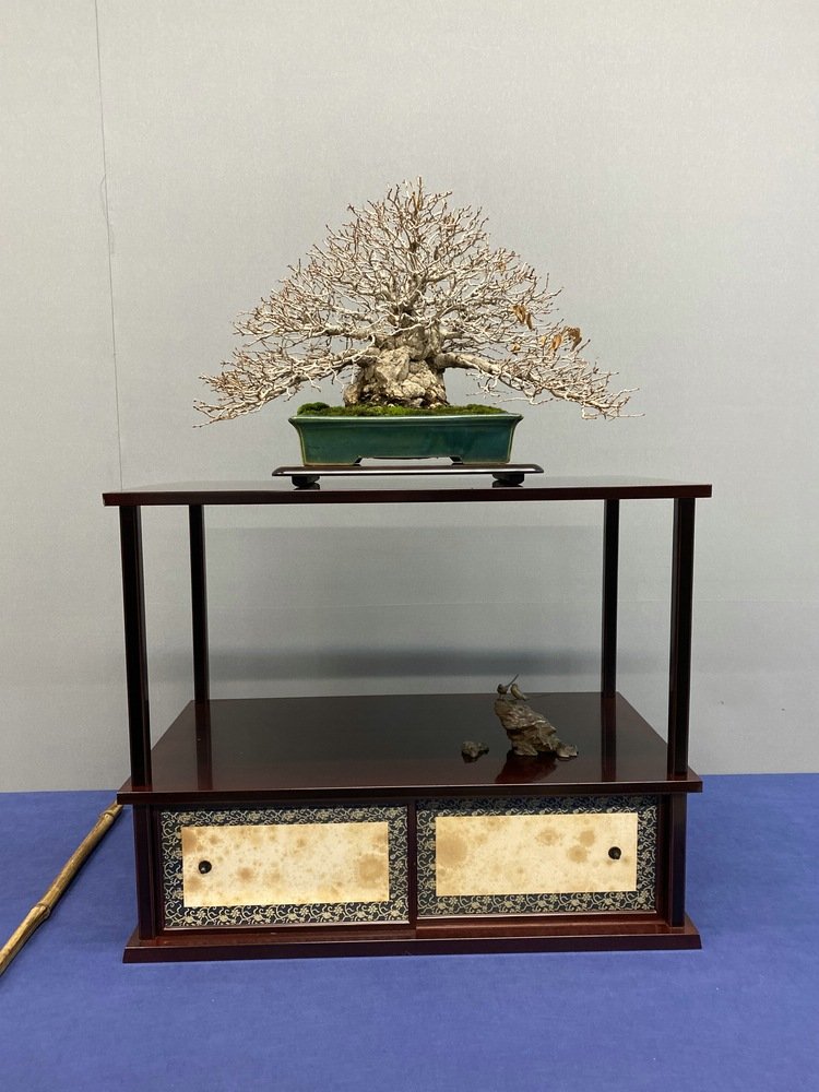 Carpinus