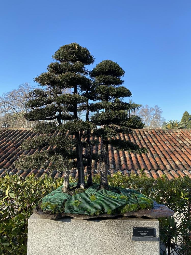 BoGa Juniperus thurifera 0064.jpg