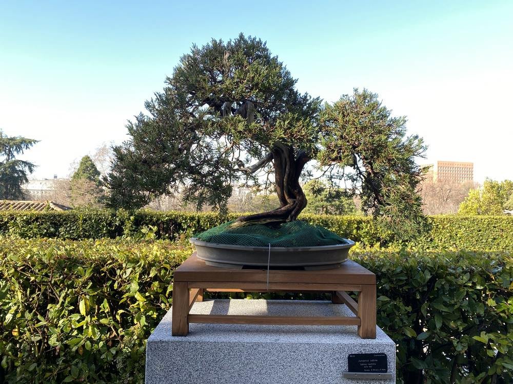 BotGa Juniperus sabina 0091.jpg