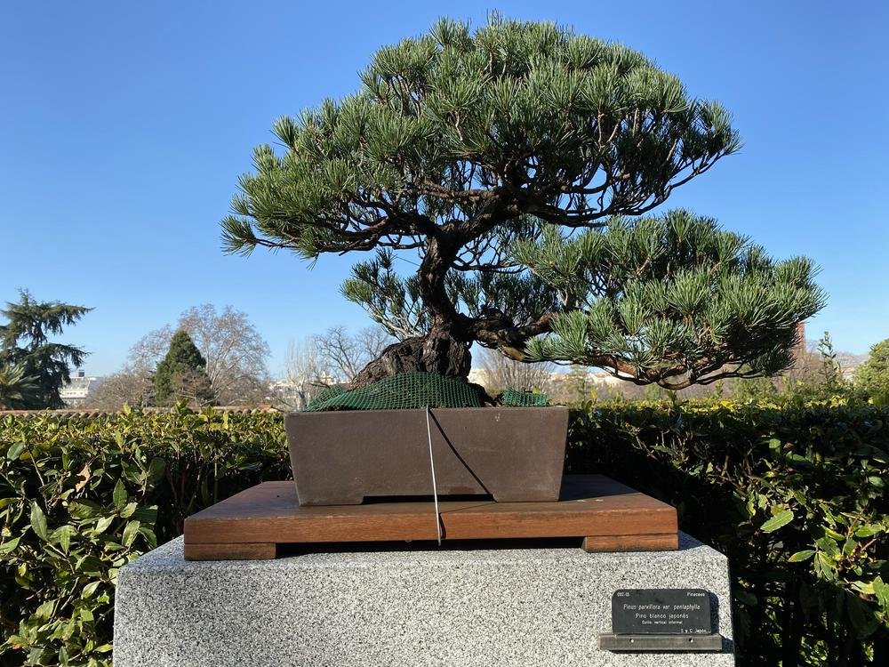 BotGa Pinus parviflora 0097.jpg