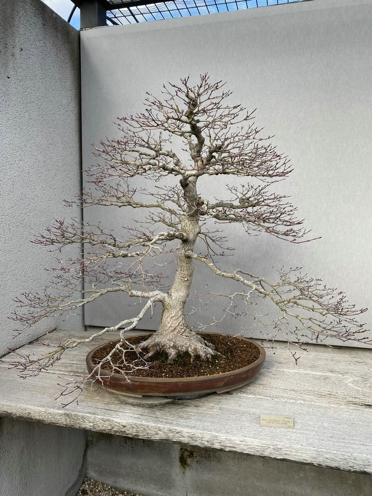 MBA Acer palmatum 0182.jpg