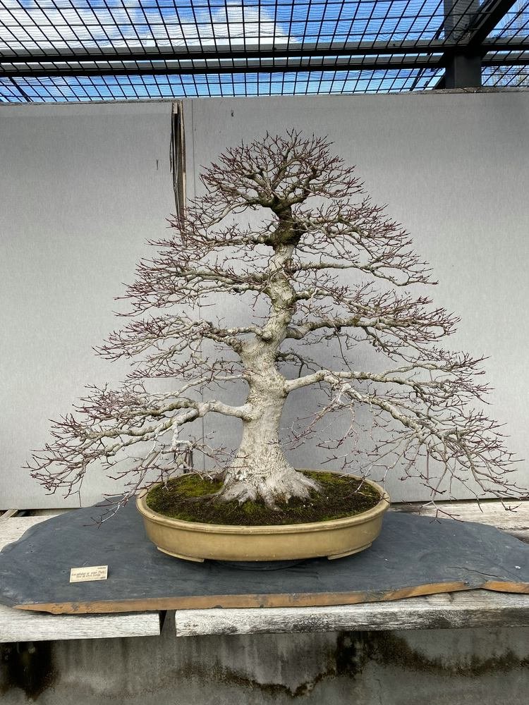 MBA Acer seigen 0185.jpg