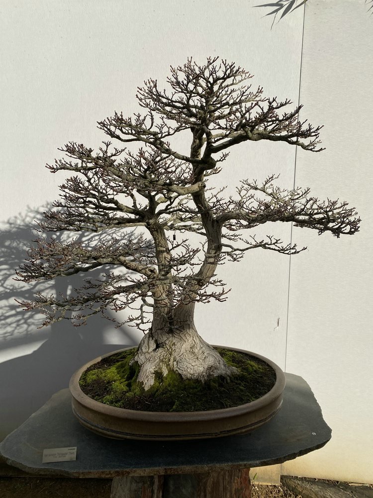 MBA Acer shishigashira 0198.jpg