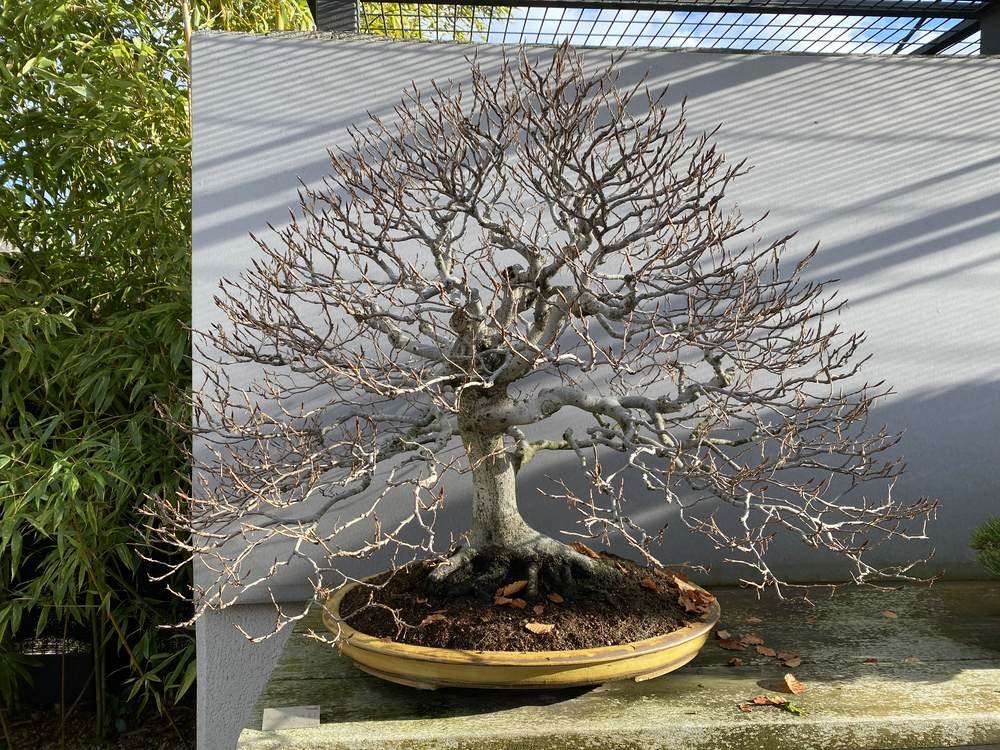 MBA Fagus sylvatica 0196.jpg