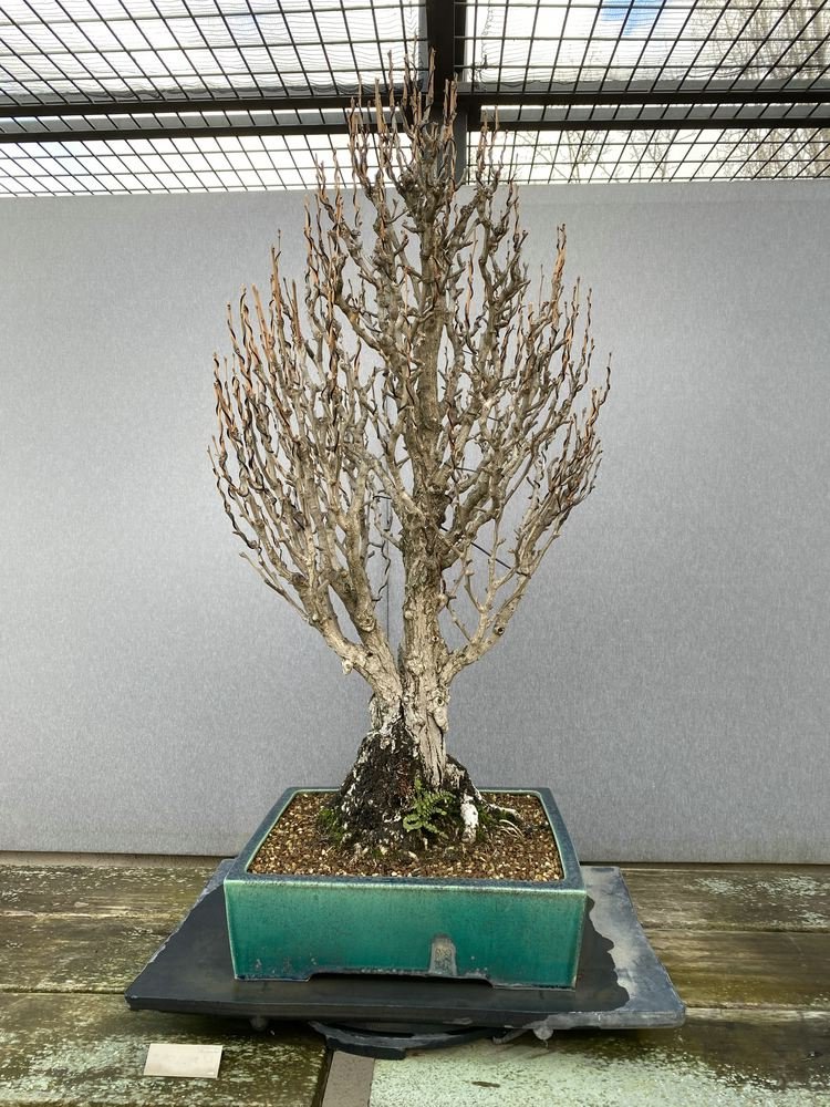 MBA Gingko 0176.jpg