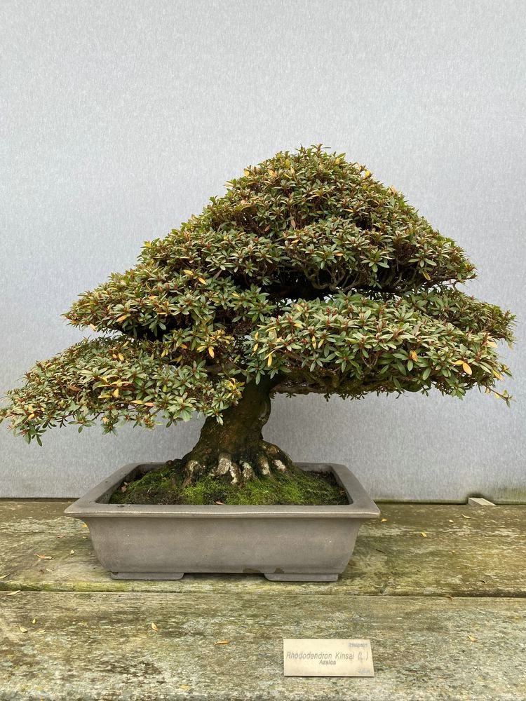 MBA Kinsai 0206.jpg
