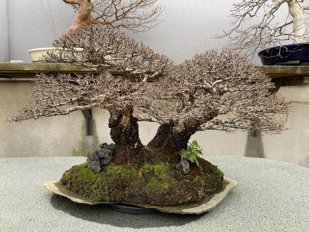 MBA Zelkova 0227.jpg