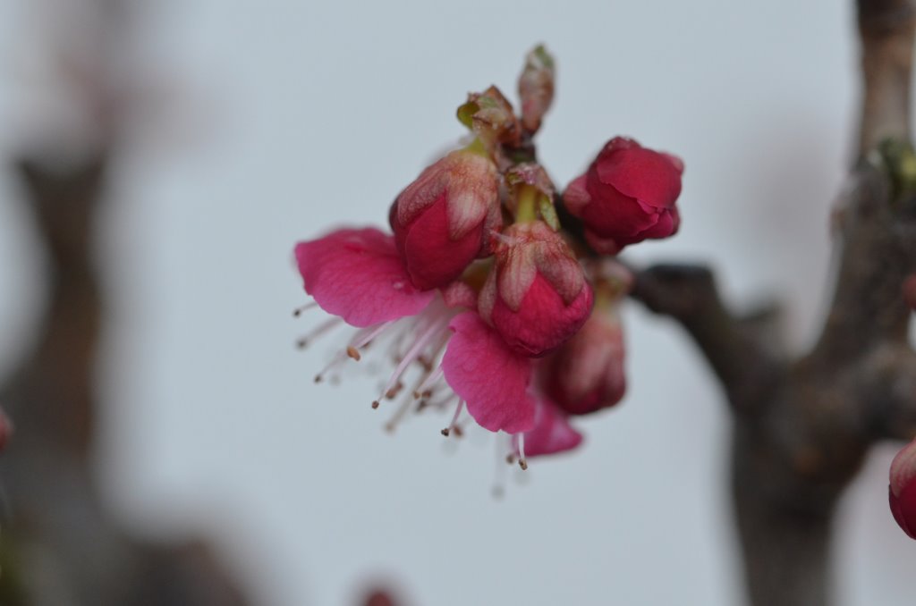 DSC_1076.JPG