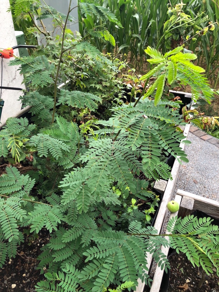 August 2019: freies Wachstum im Hochbeet