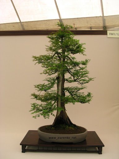 Metasequoia_bonsai.JPG