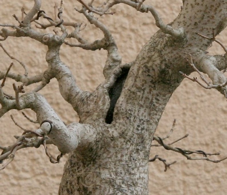 Februar 2020, Die Ränder sind bis tief in den ausgehöhlten Bereich gewachsen, den ich nicht weiter bearbeitete. Das Holz ist nach wie vor erstaunlich fest. Ich werde es aber nicht weiter bearbeiten, das dürfen der Baum und die Zeit entscheiden.