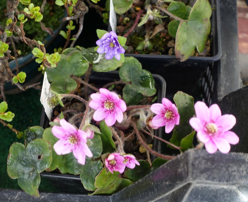 nach der einzelnen Dezemberblüte geht es nun richtig los