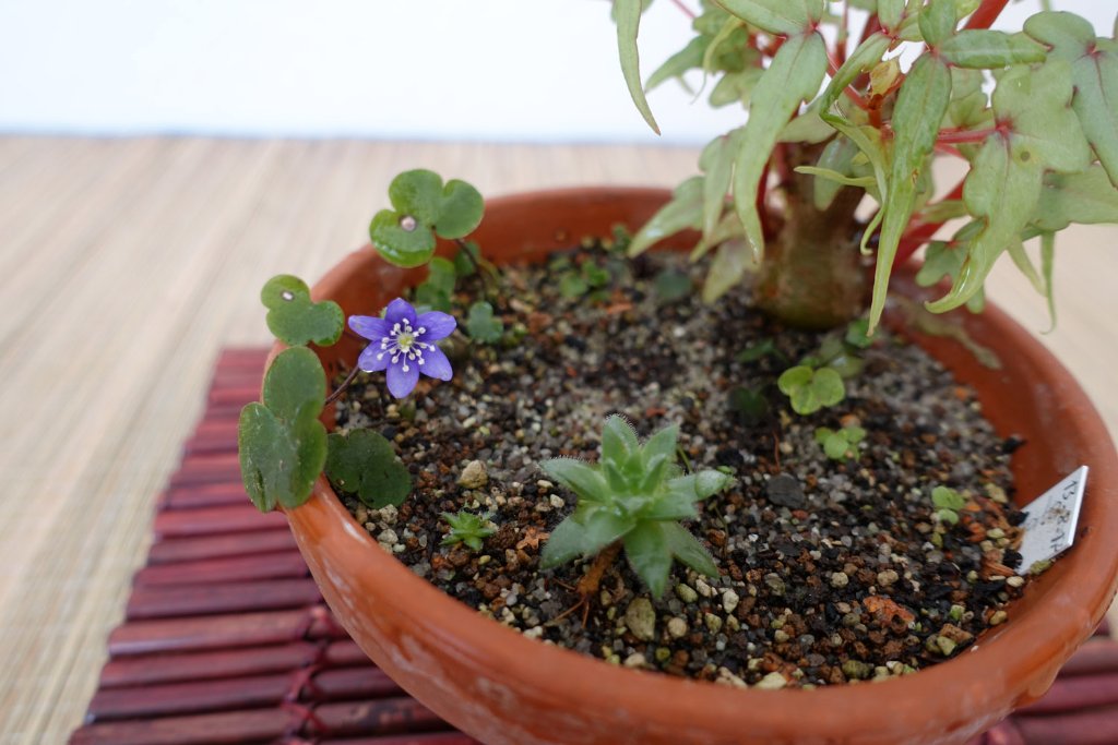 ein neues, blaues Leberli, die erste Blüte nach der Aussaat im August 2017